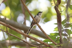 9月10日 明石公園 ７