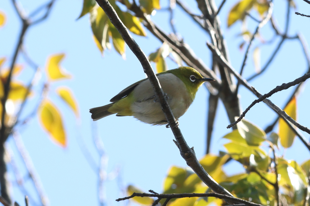 3月3日 明石公園 21