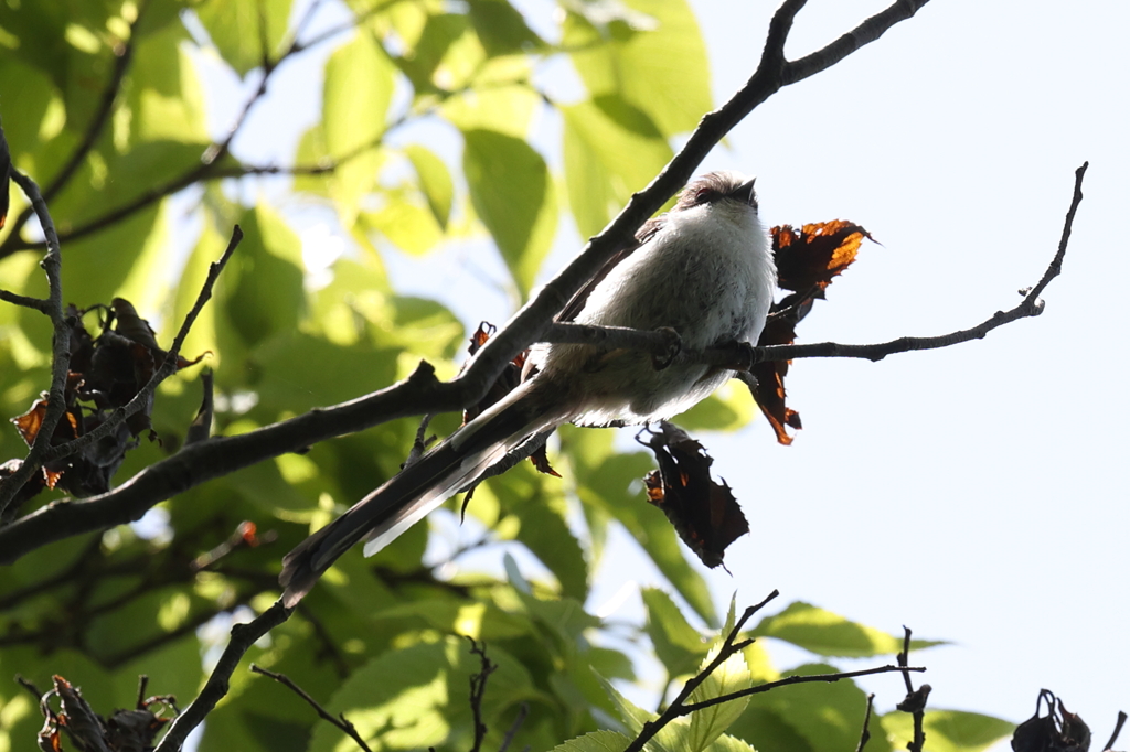 5月6日 明石公園 12