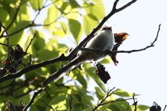 5月6日 明石公園 12