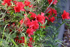 4月10日 散歩 ６