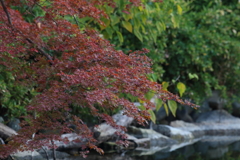 11月25日 明石公園 ５