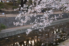 4月2日 夙川河川敷公園 11