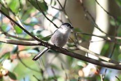 11月7日 明石公園 17