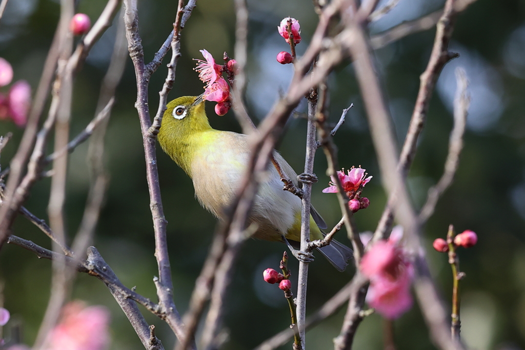2月20日 須磨離宮公園 30