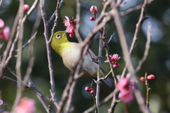 2月20日 須磨離宮公園 30