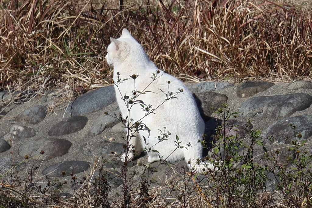 12月24日 明石公園 22