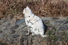 12月24日 明石公園 22