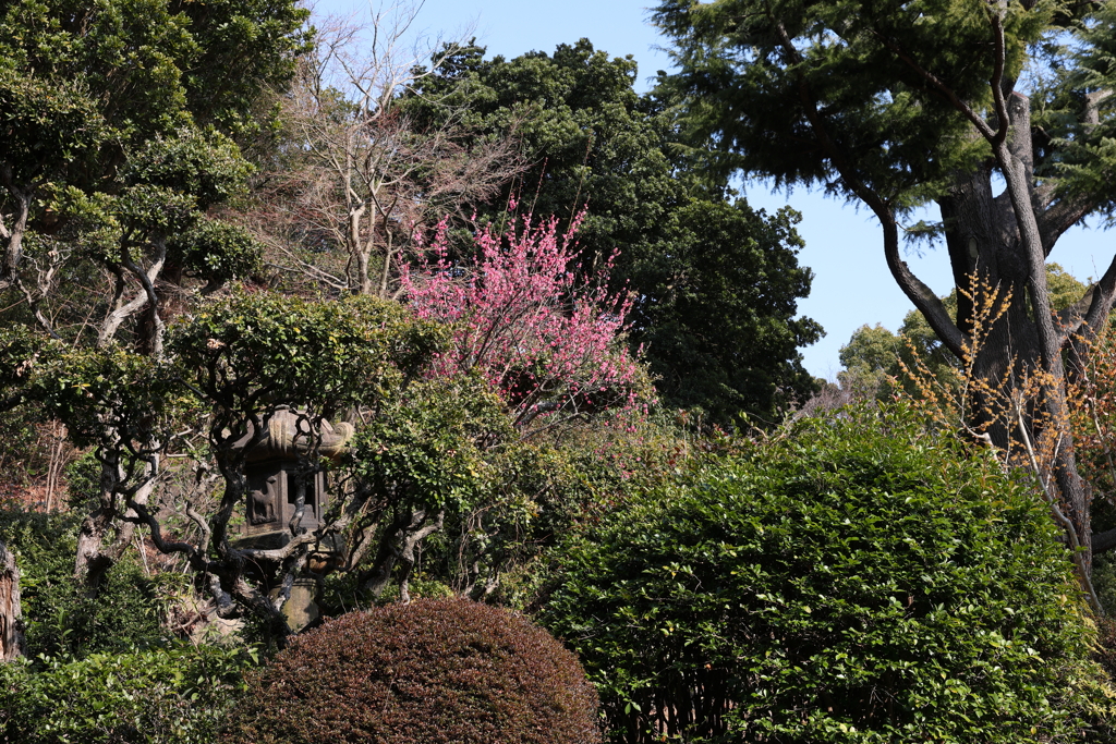 2月20日 須磨離宮公園 １
