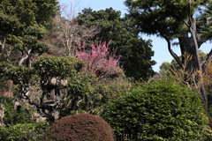 2月20日 須磨離宮公園 １