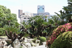 5月23日 相楽園 ８
