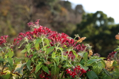 12月15日 布引ハーブ園 25