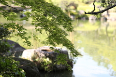5月23日 相楽園 50