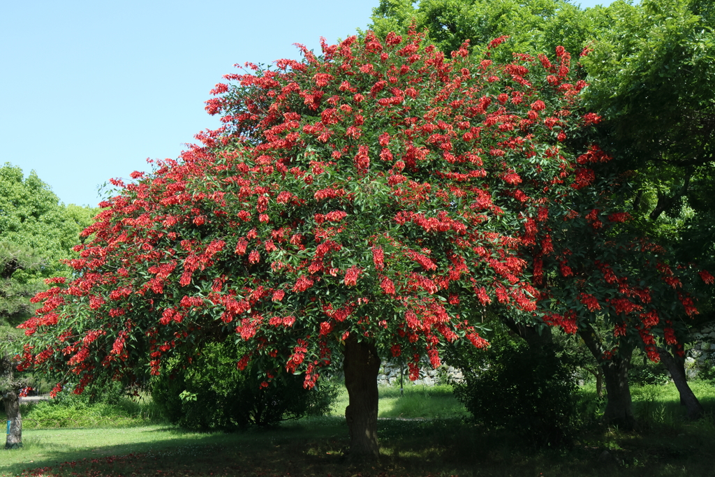 6月16日 明石公園 ５