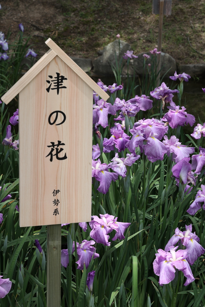 6月6日 須磨離宮公園 24
