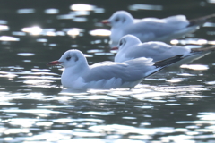 1月4日 明石公園 ３