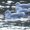 1月4日 明石公園 ３
