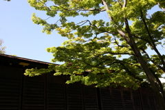 5月23日 相楽園 19
