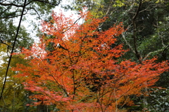 12月7日 布引の滝 29