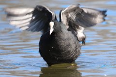 11月26日 明石公園 ５