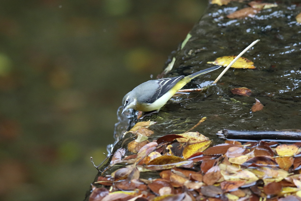 11月13日 夙川河川敷公園 ５