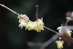 2月4日 明石公園 16