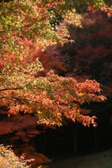 2013年11月23日 布引ハーブ園 2013年11月23日 布引ハーブ園