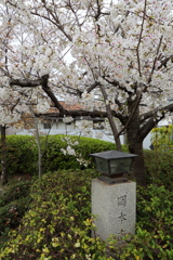 3月28日 岡本南公園 ３