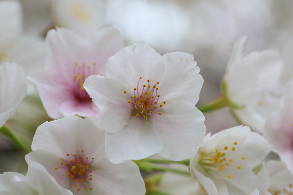 3月28日 岡本南公園 12