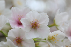 3月28日 岡本南公園 12