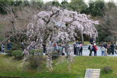 3月28日 京都 10