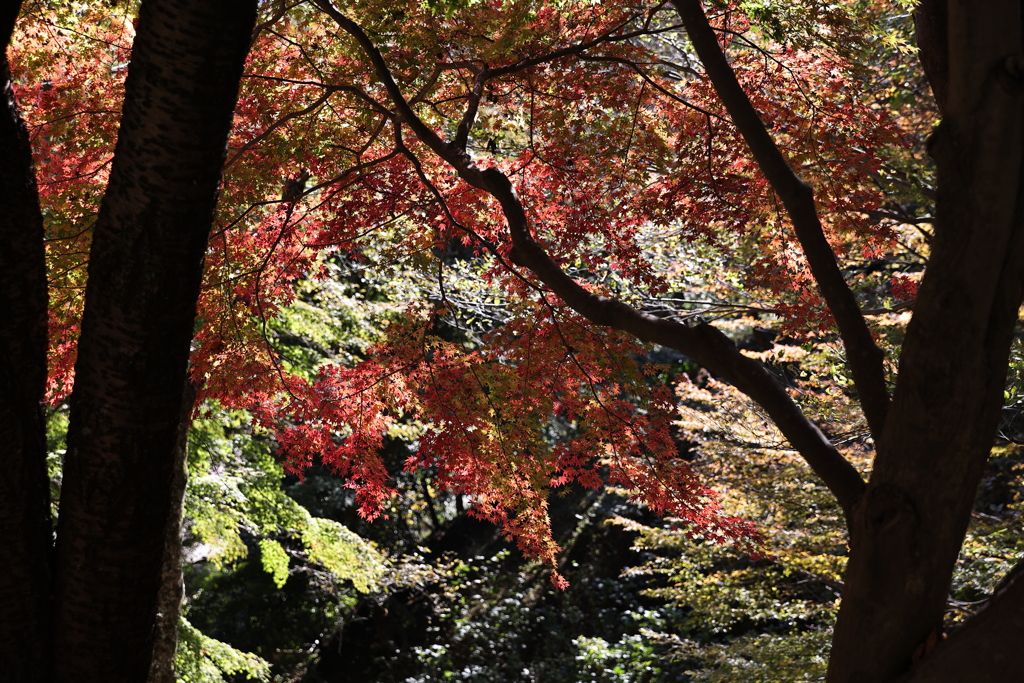 11月14日 布引ハーブ園 12