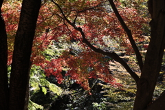 11月14日 布引ハーブ園 12