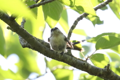 5月30日 明石公園 ８