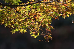 11月4日 明石公園 ９
