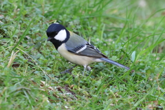 3月5日 明石公園 10