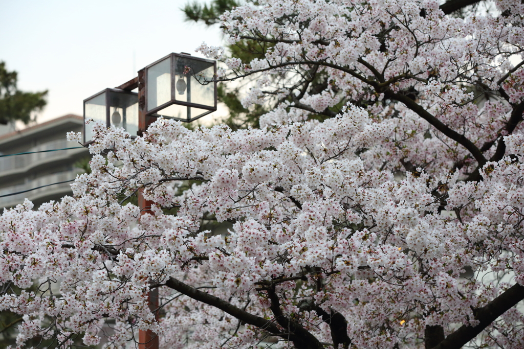 4月7日 夙川 10