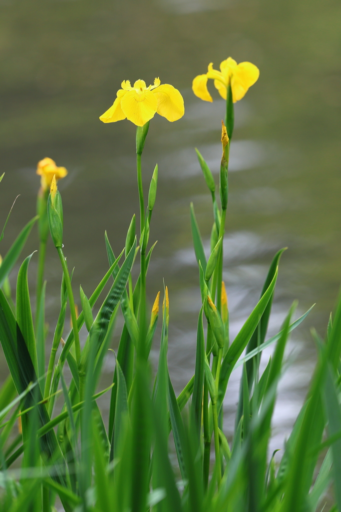 4月30日 明石公園 ８