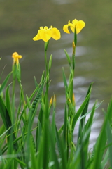 4月30日 明石公園 ８