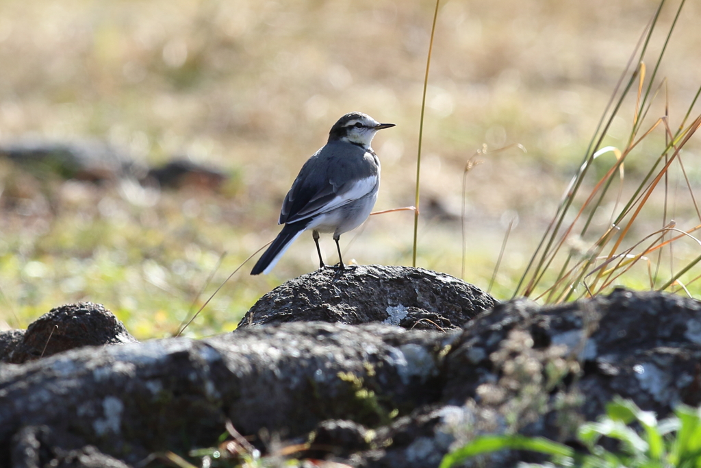 12月5日 明石公園 10