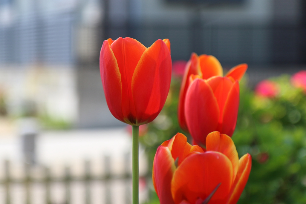 4月9日 散歩 ８