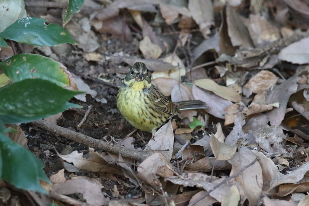 12月31日 明石公園 ７