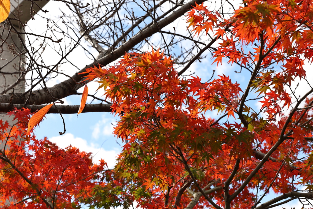 11月23日 京都 ６