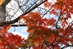 11月23日 京都 ６