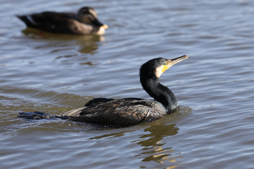 12月18日 明石公園 ２