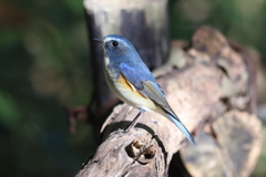 12月10日 明石公園 17