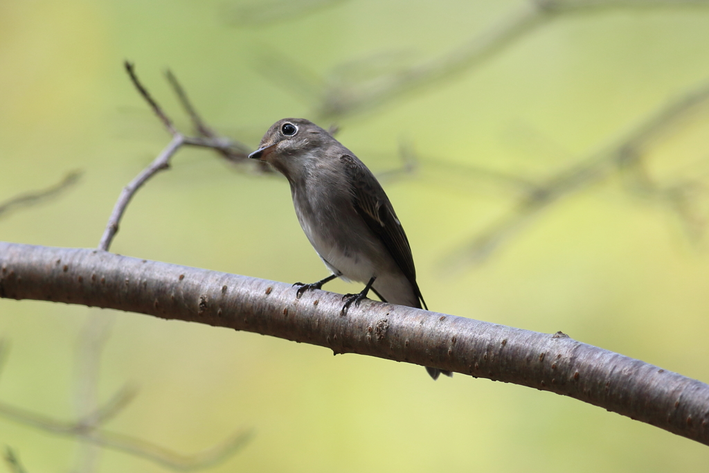 あなたはだあれ？