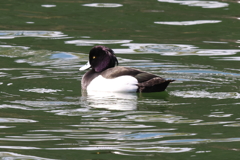 3月10日 大阪城公園 11