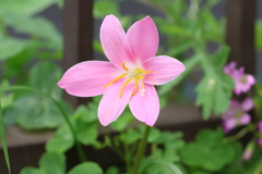 6月2日明石公園 27