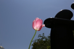 5月5日 布引ハーブ園 19